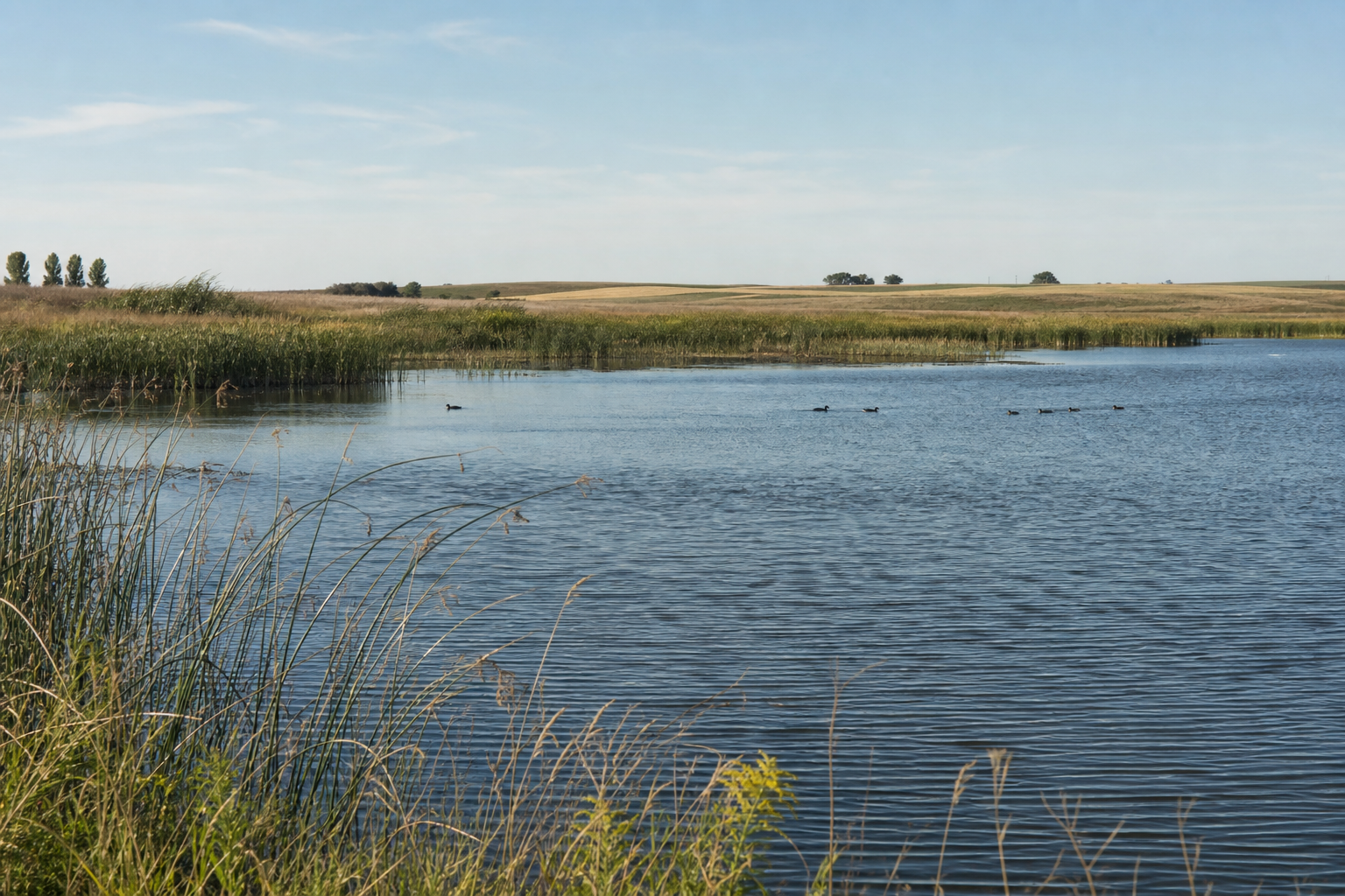 Cattails and prairie grasses border a small lake beneath an open western Minnesota sky