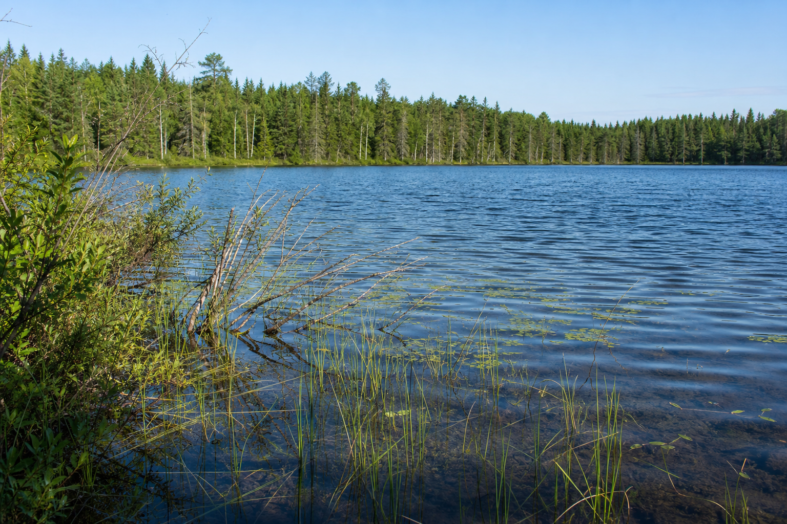 Undeveloped forest shoreline and aquatic plants around a compact deep northern lake