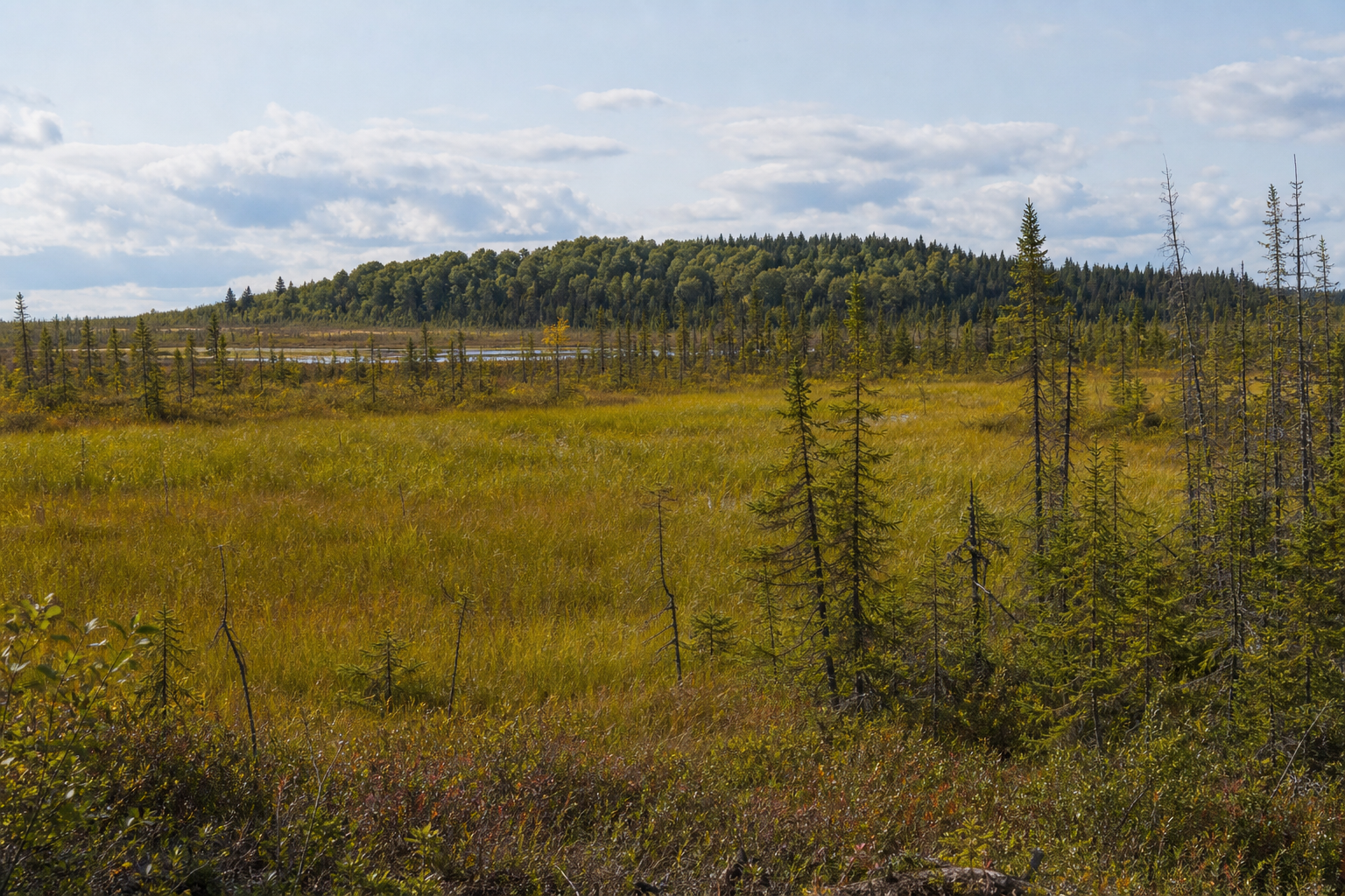 Open sedge peatland with tamarack, black spruce, and a low forested ridge