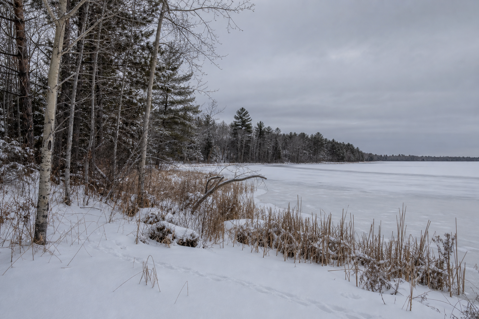 Illustrative snowy lake-country shoreline with reeds, aspen and pine.