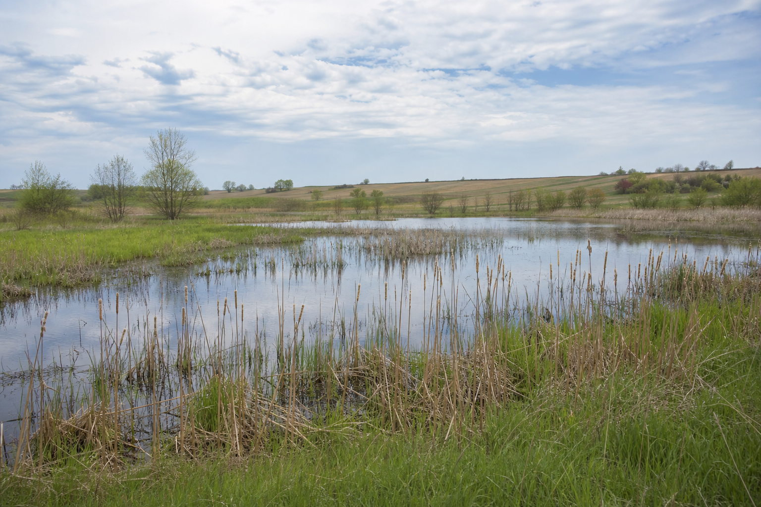 Illustrative spring wetland with cattails, sedges, open water and distant woodland.